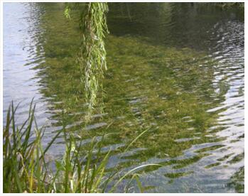 水生生態(tài)系統(tǒng)恢復(fù)技術(shù)